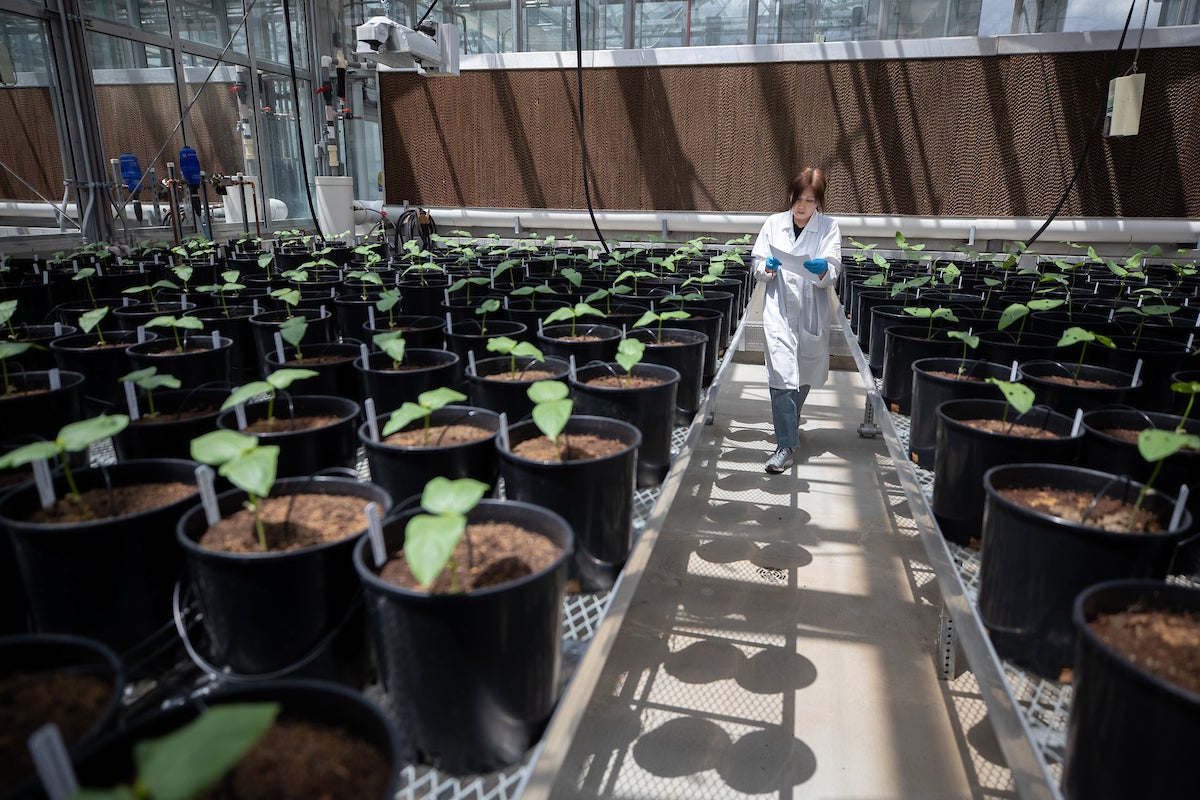 New hightech greenhouse facility opens to researchers Inside UCR